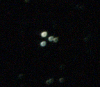 M-73