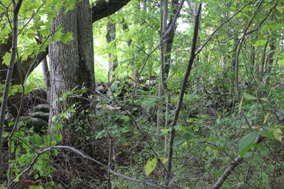 cow path