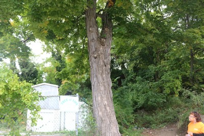 Tree of Life