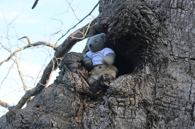 Cody in the tree