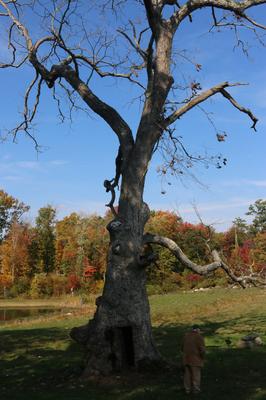 View of the whole Tree