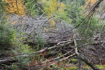 View of the whole Tree