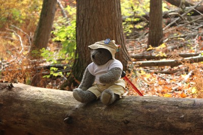 Cody in the tree